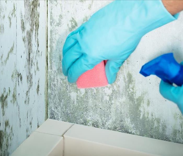 Cleanup of black mold.