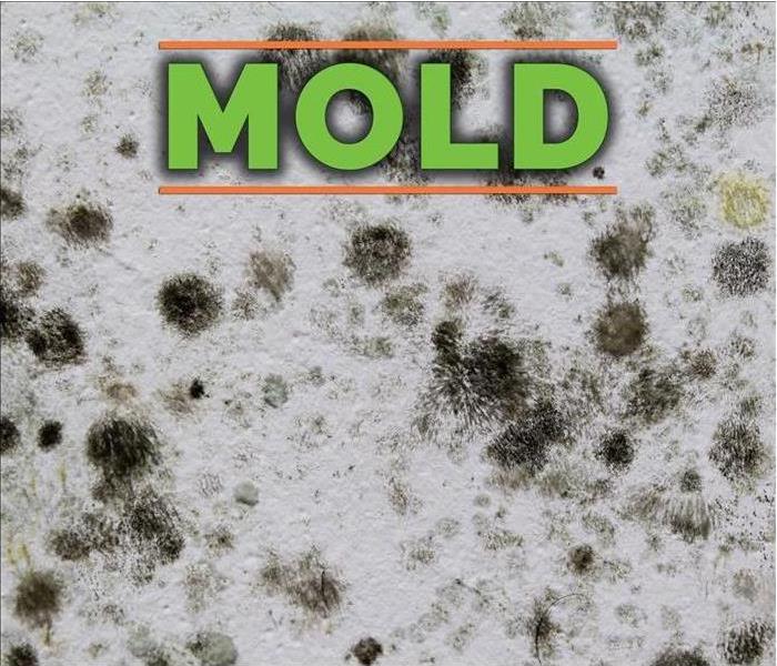 Mold spores with green letters staying MOLD. 