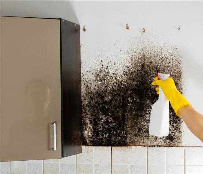 Image of a person spraying a product on black mold in an attempt to remove it.